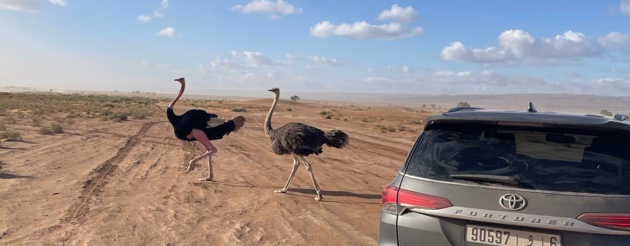 6 Days Desert & Anti-Atlas Tour from Marrakech